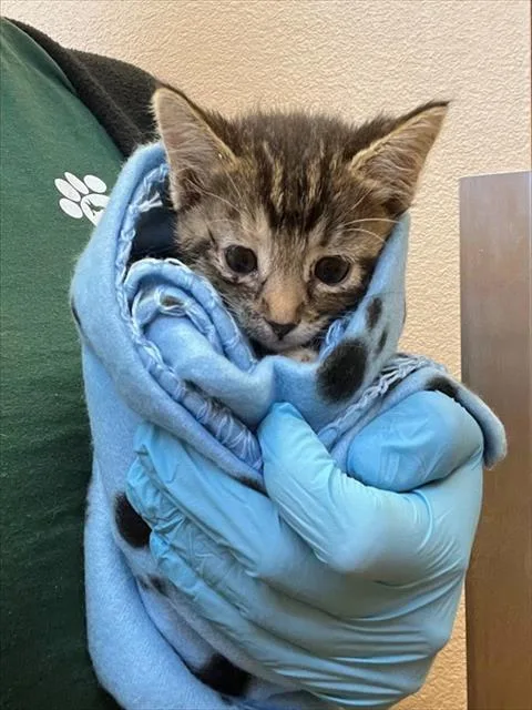 A baby small-sized female Domestic Short Hair cat named Maddy for adoption in Thousand Palms, CA