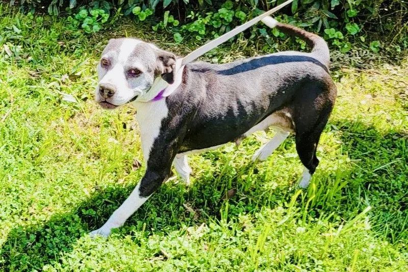 A senior large-sized female Labrador Retriever dog named Mother Hubbard Rds for adoption in Rockaway, NJ