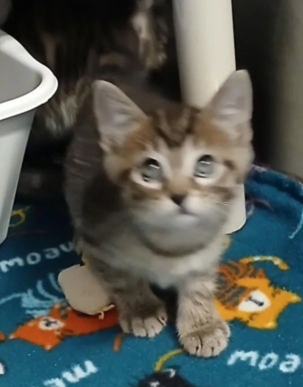 A baby small-sized male Tabby (Gray / Blue / Silver) Domestic Short Hair cat named Pisgah for adoption in Marshall, NC