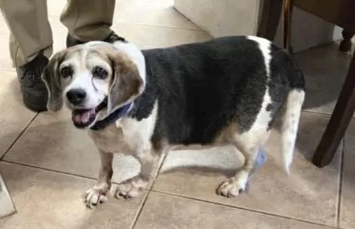 A senior medium-sized male Beagle dog named Snoopy D for adoption in Tampa, FL
