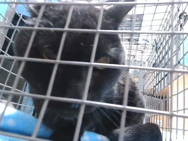 A senior large-sized male Domestic Short Hair cat named Midnight for adoption in Tulsa, OK