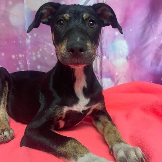 A baby small-sized male Black Cattle Dog dog named Kipper for adoption in Fort Collins, CO