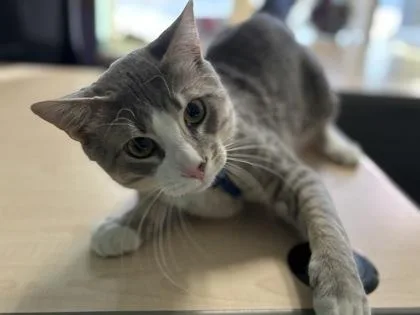 Bojangles thumbnail 2