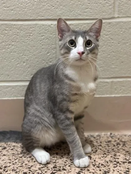 An adult small-sized male Domestic Short Hair cat named Bojangles for adoption in Jamestown, NY