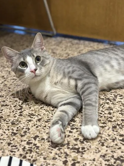 Bojangles thumbnail 3