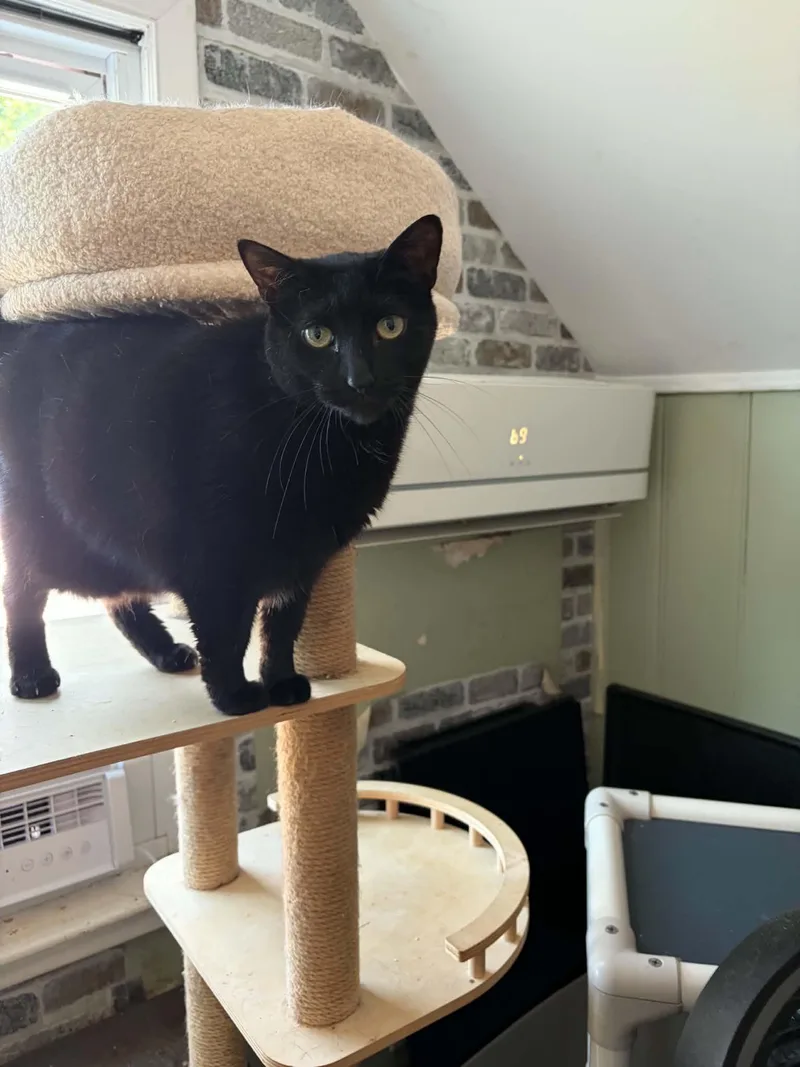 An adult large-sized female Black Domestic Short Hair cat named Fiona for adoption in Huntington, NY