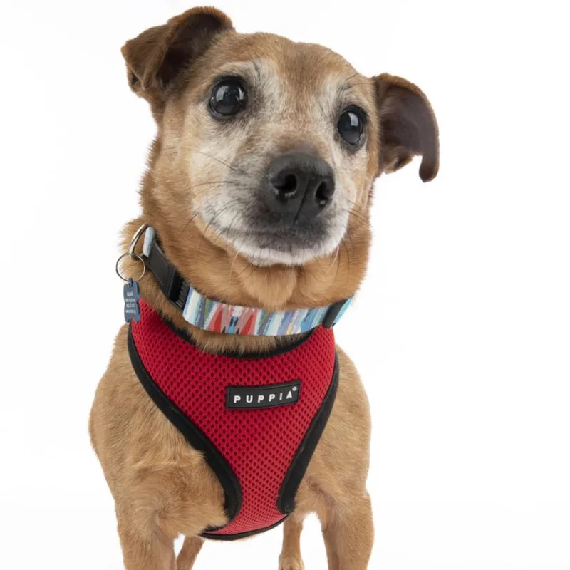 A senior small-sized male Yellow / Tan / Blond / Fawn Dachshund dog named Zucchini for adoption in San Francisco, CA