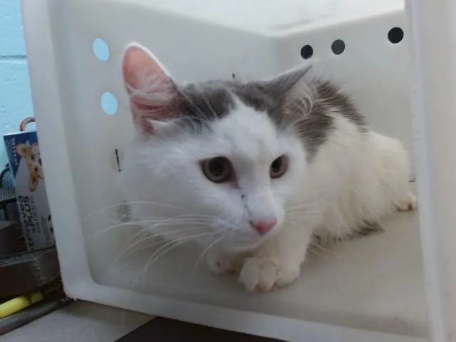 A young medium-sized male Domestic Medium Hair cat named Fluffums for adoption in Albuquerque, NM