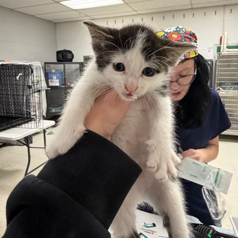 A baby small-sized male Black Domestic Short Hair cat named OrzoC for adoption in East Saint Louis, IL