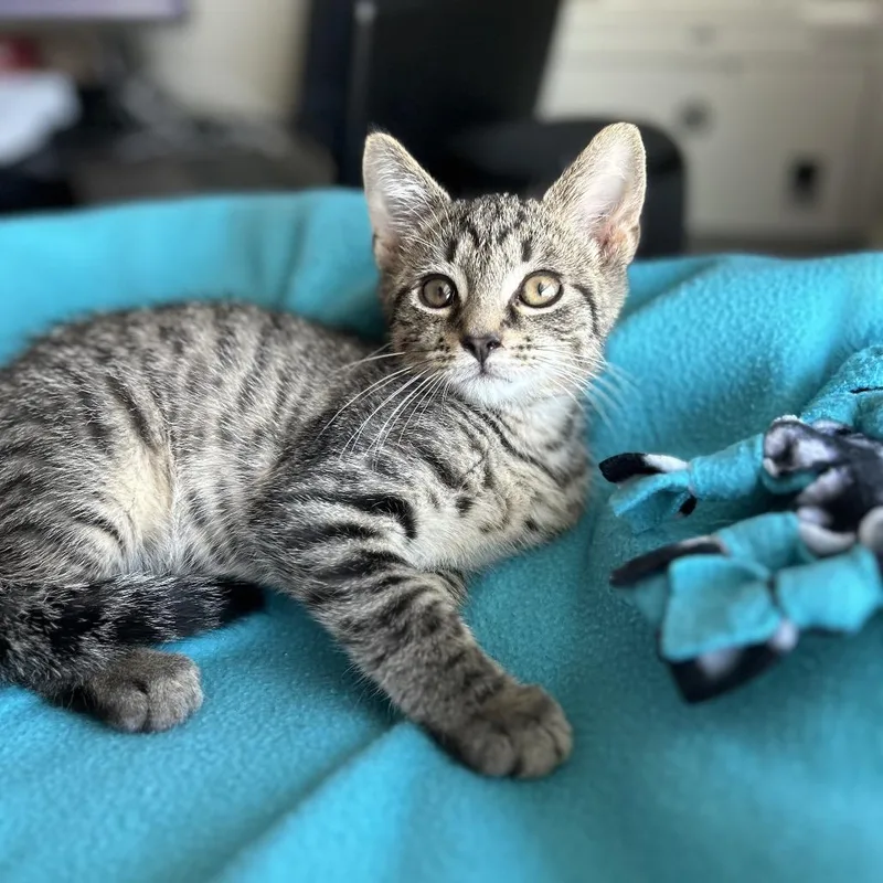 A baby small-sized male Brown / Chocolate Domestic Short Hair cat named Tig for adoption in Fairfax Station, VA