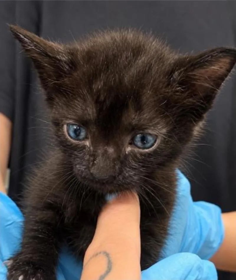 A baby medium-sized male Black Domestic Short Hair cat named Picklebutt for adoption in Winfield, KS