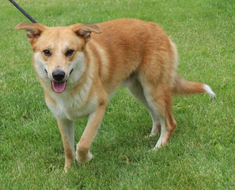 An adult medium-sized male Yellow / Tan / Blond / Fawn Shepherd dog named Jacob for adoption in Heath, OH