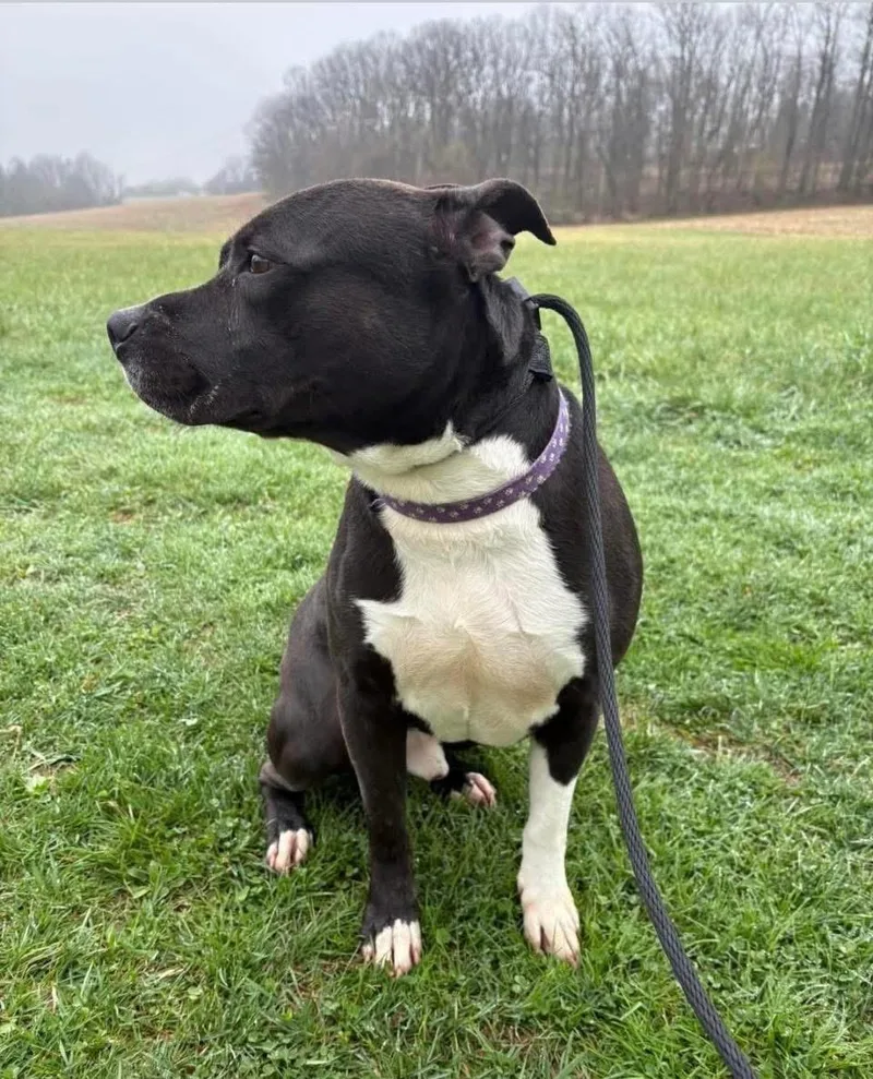 An adult medium-sized male Black American Bully dog named Gregory for adoption in Westminster, MD
