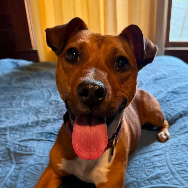 An adult medium-sized female Red / Chestnut / Orange Jack Russell Terrier dog named Maple for adoption in Rochester, MN
