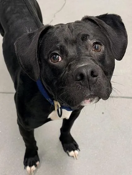 An adult medium-sized male Mixed Breed dog named Tator FKA Dog for adoption in West Chester, PA