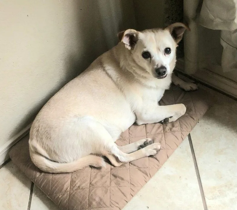 An adult small-sized male Chihuahua dog named Griffin for adoption in San Antonio, TX