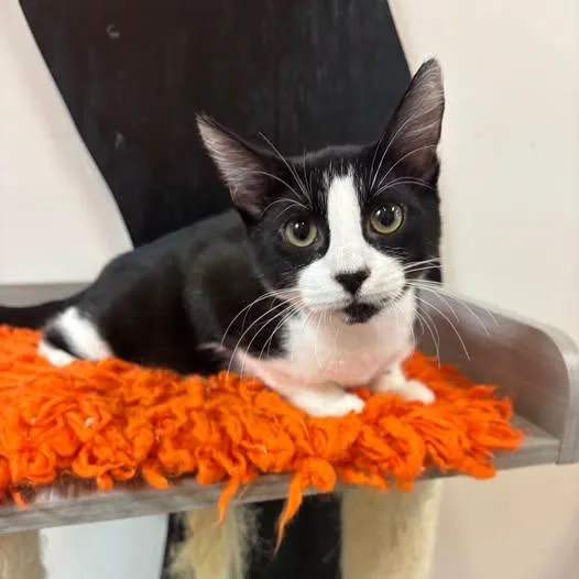 A baby medium-sized male Black & White / Tuxedo Domestic Short Hair cat named Ash at Fat Cat for adoption in Tallahassee, FL
