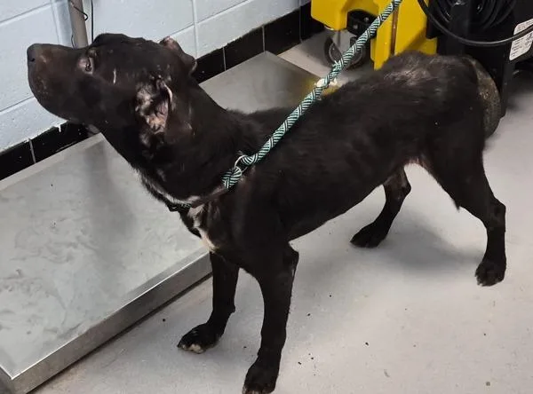 An adult medium-sized male Pit Bull Terrier dog named Pen Cole Hw+ for adoption in Lawrenceville, GA