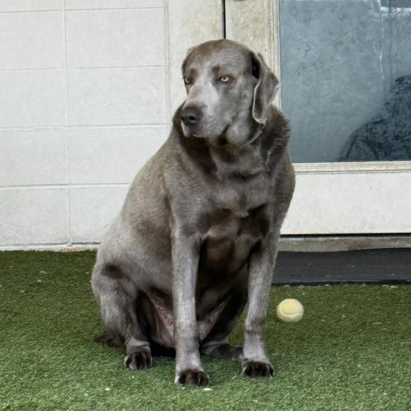 A senior extra large-sized male Labrador Retriever dog named Jasper for adoption in LOXAHATCHEE, FL