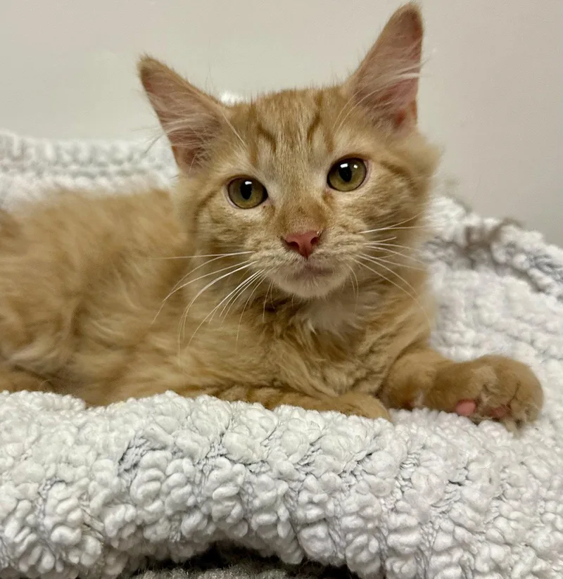 A baby medium-sized male Orange / Red Maine Coon cat named Albert for adoption in Phoenix, AZ