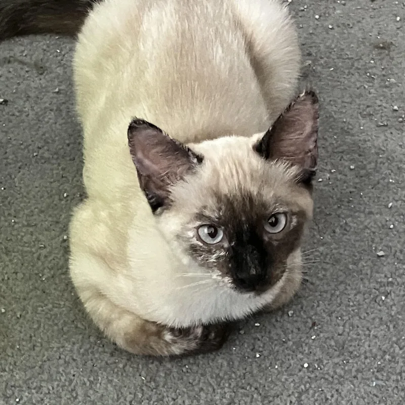 A baby medium-sized female Seal Point Domestic Short Hair cat named Coco for adoption in Colorado Springs, CO
