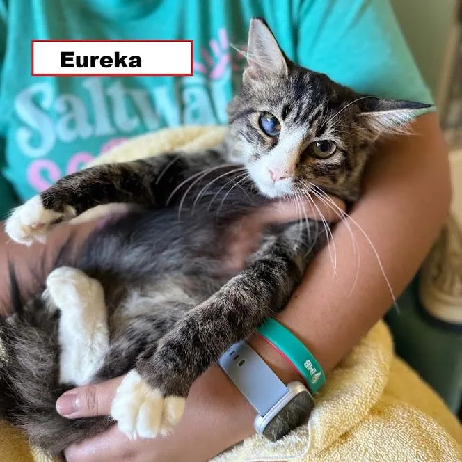 A baby medium-sized female Domestic Short Hair cat named Eureka for adoption in Zimmerman, MN