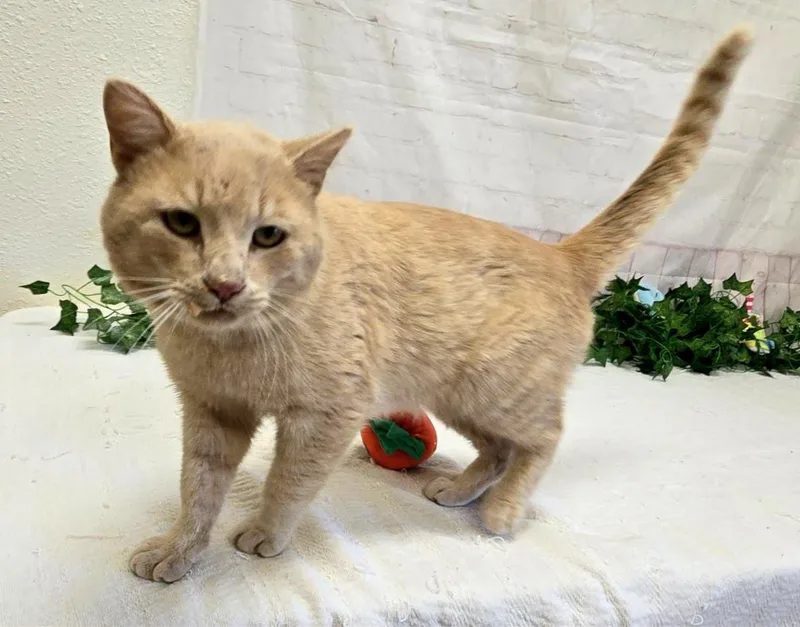 An adult medium-sized male Buff / Tan / Fawn Domestic Short Hair cat named Jude for adoption in Red Wing, MN