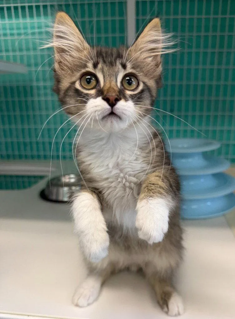A baby medium-sized male Domestic Short Hair cat named Redwing for adoption in St. Helens, OR