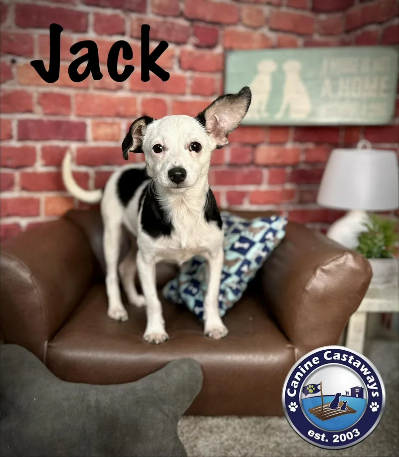 A baby small-sized male Black Chihuahua dog named Jack for adoption in Arcadia, FL
