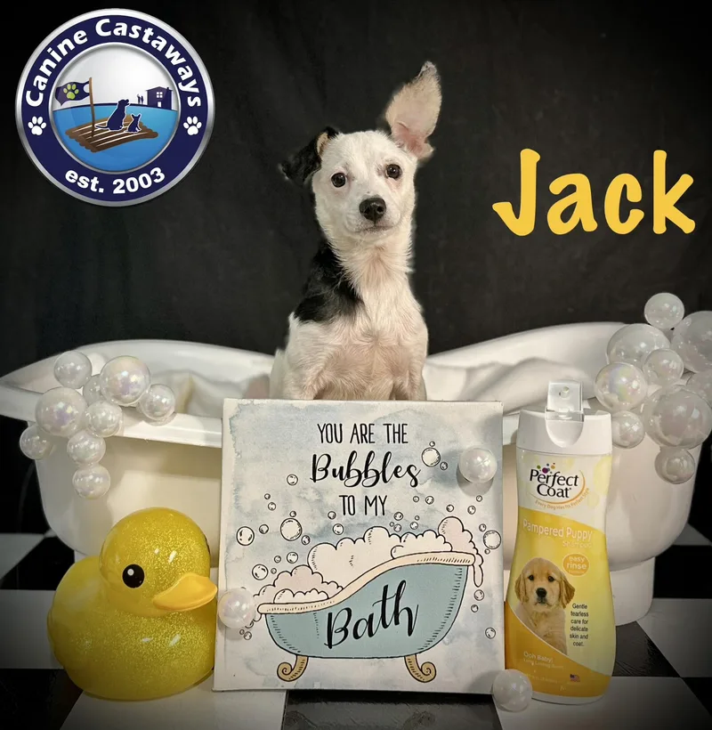 Jack thumbnail 2