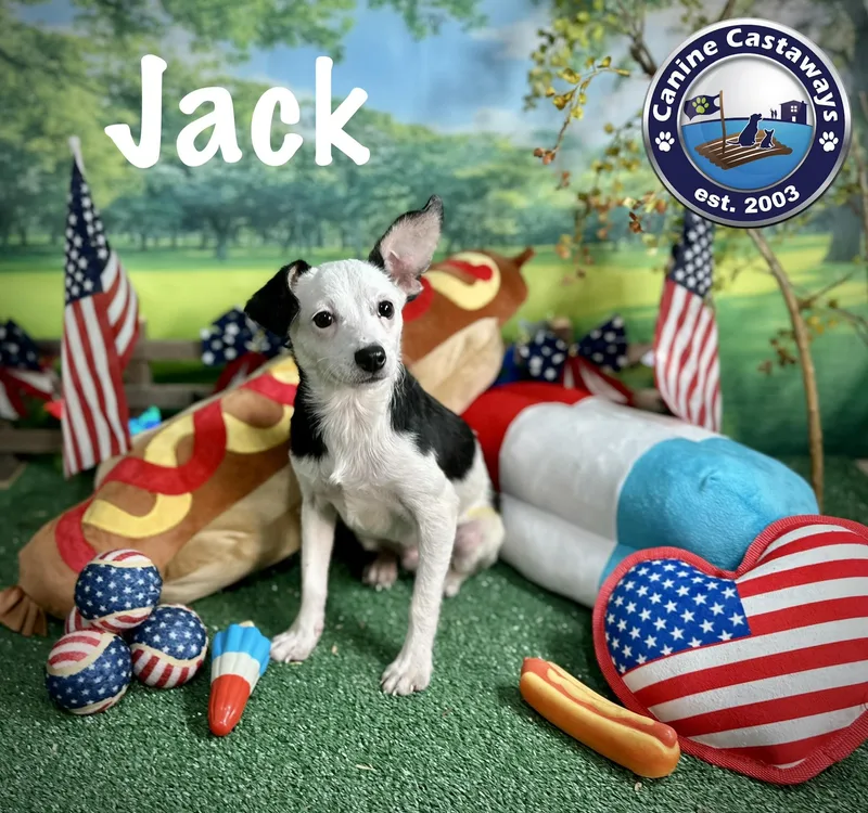 Jack thumbnail 3