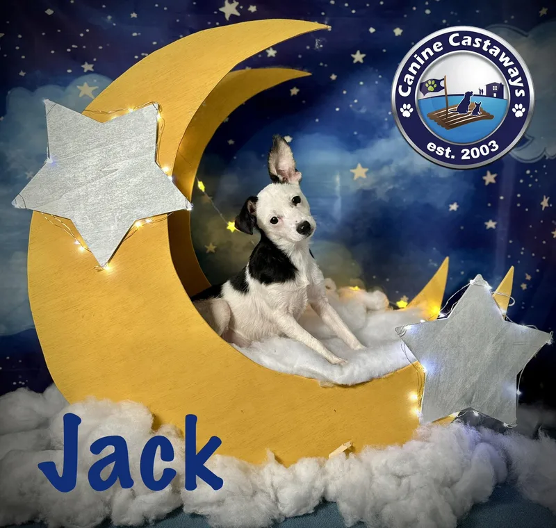 Jack thumbnail 4