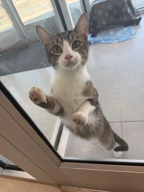An adult medium-sized male Tabby (Brown / Chocolate) Domestic Short Hair cat named Bandit for adoption in Hobbs, NM