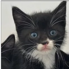 A baby small-sized male Black Domestic Short Hair cat named French Toast for adoption in New York, NY