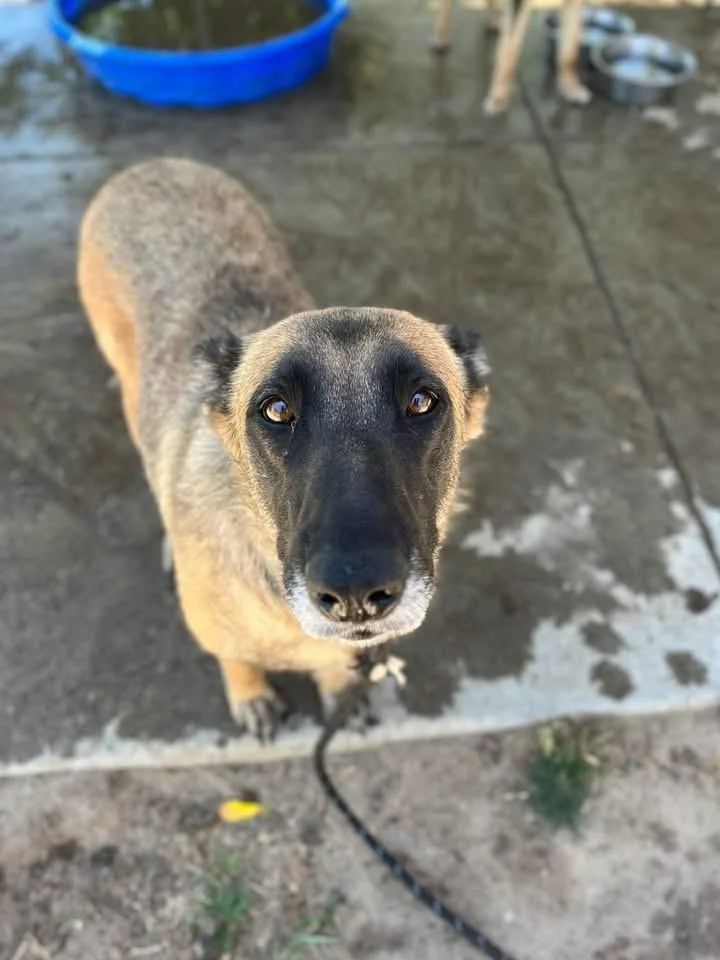 Razzle Sweet Pup