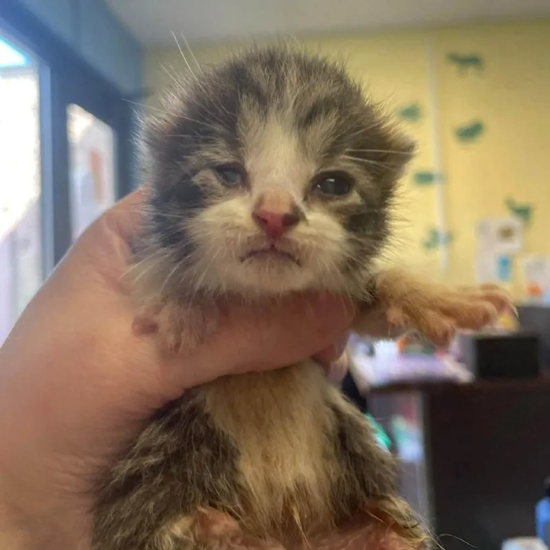 A baby small-sized male Brown / Chocolate Domestic Short Hair cat named Migo for adoption in Winchester, VA