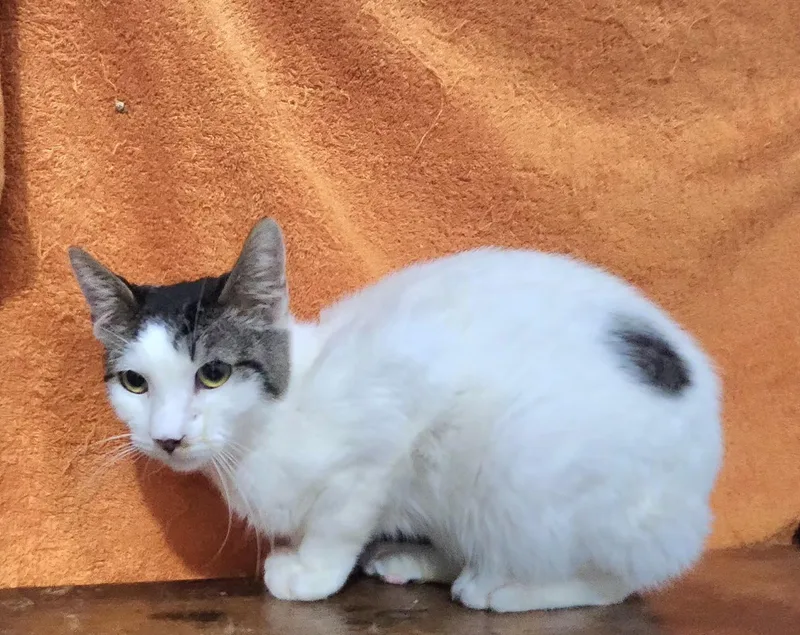 A young medium-sized male Domestic Short Hair cat named Adolfo for adoption in Long Beach, CA