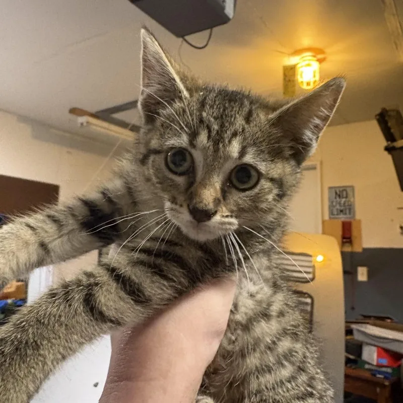 A baby small-sized female Brown / Chocolate Domestic Short Hair cat named Bug for adoption in Troy, IL