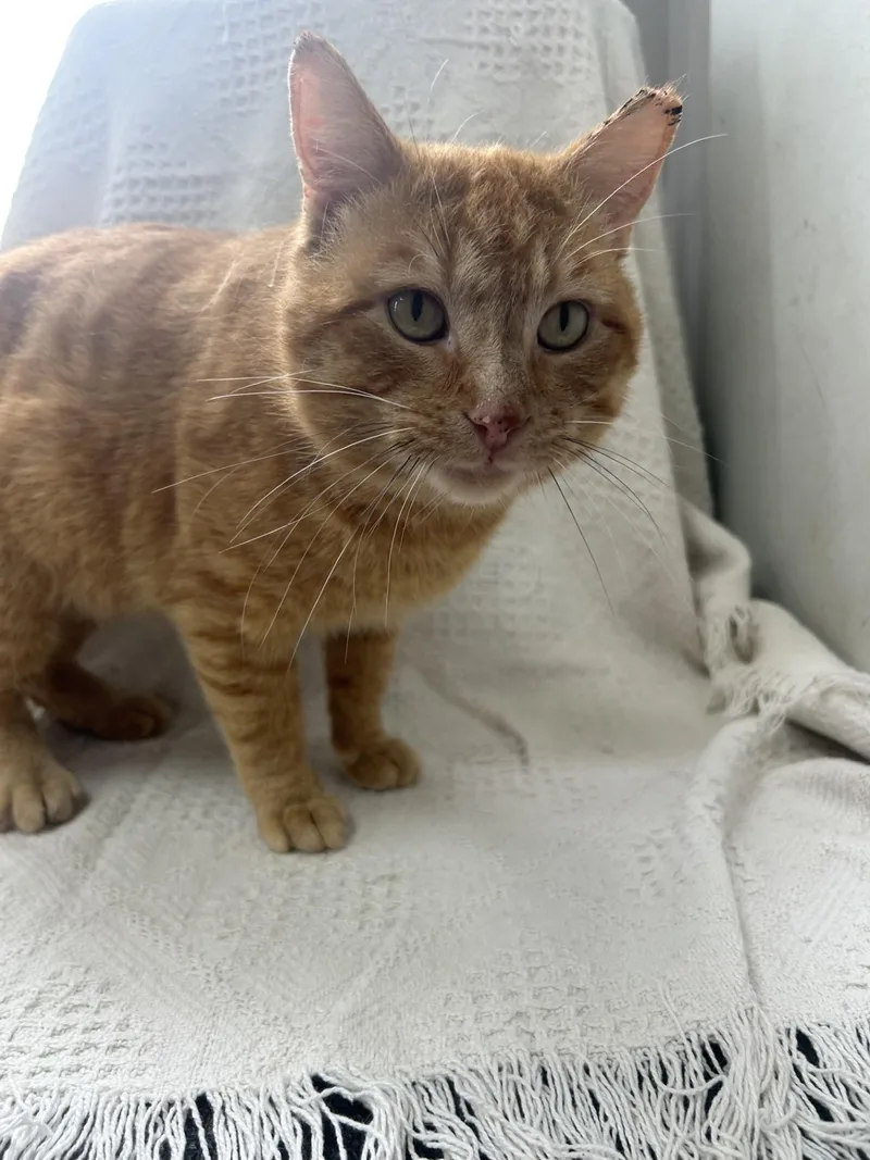 An adult large-sized male Tabby (Orange / Red) Domestic Short Hair cat named Texas for adoption in Waterloo, IA