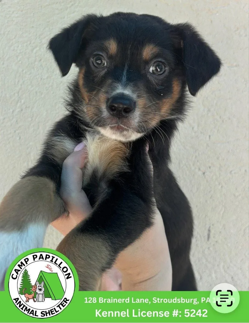 A baby medium-sized male Bernese Mountain Dog dog named Doc for adoption in Stroudsburg, PA