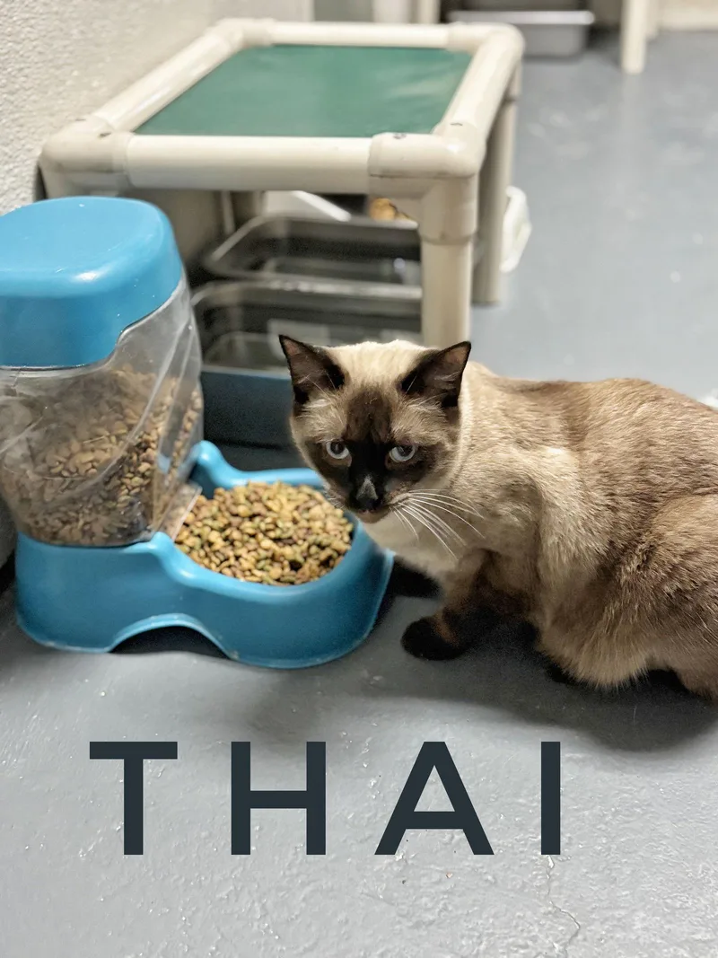 Thai  Cchs thumbnail 2