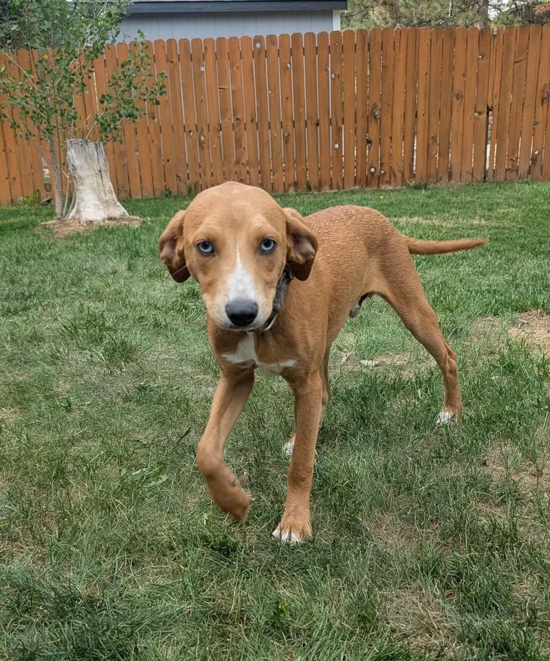 Simba