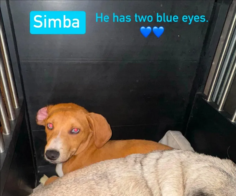 Simba thumbnail 4