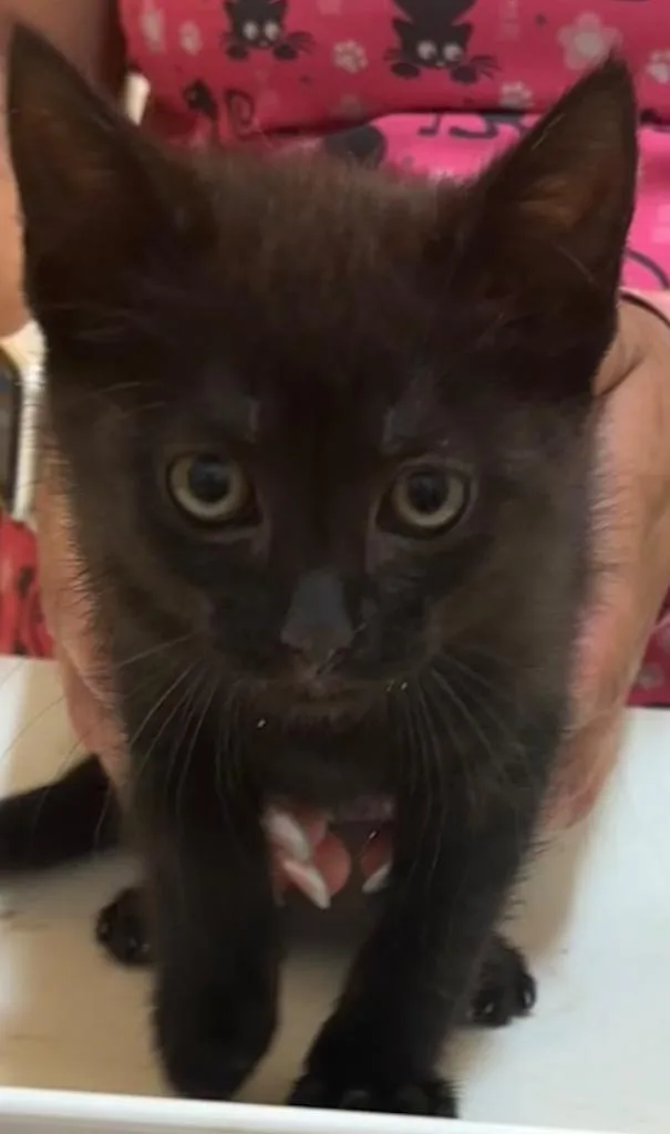 A baby small-sized female Domestic Short Hair cat named Paris for adoption in Elizabethton, TN