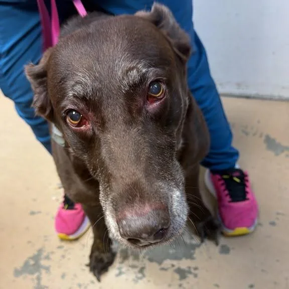 A senior large-sized female Brown / Chocolate Labrador Retriever dog named Sassy for adoption in Gadsden, AL