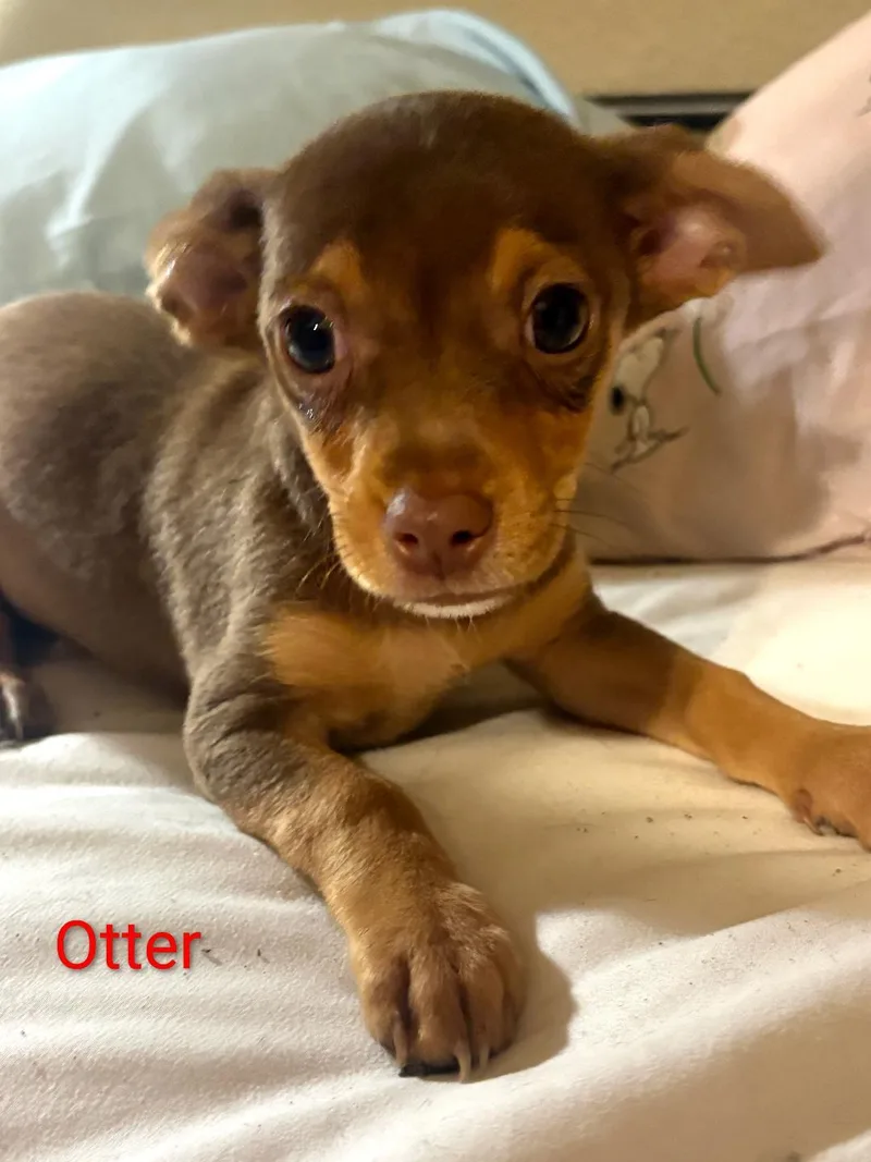 Otter