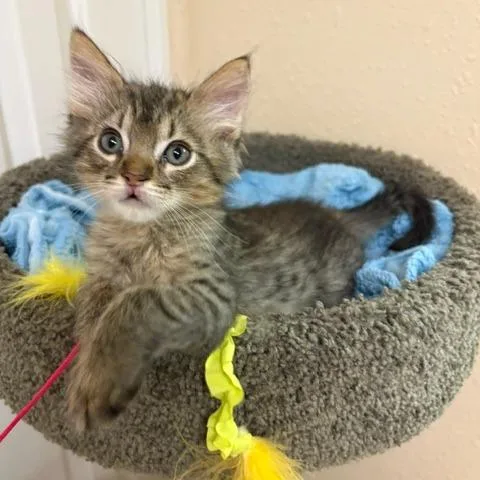 A baby small-sized male Brown / Chocolate Domestic Short Hair cat named Mick for adoption in Phoenix, AZ