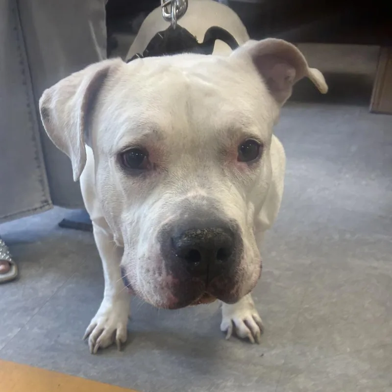 A senior large-sized male White / Cream Pit Bull Terrier dog named Ghost for adoption in Philadelphia, PA