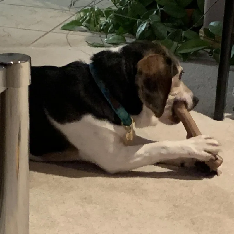 A senior medium-sized male Beagle dog named Apollo for adoption in Colorado Springs, CO