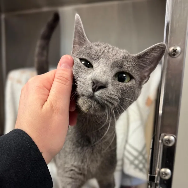 Riesling thumbnail 4